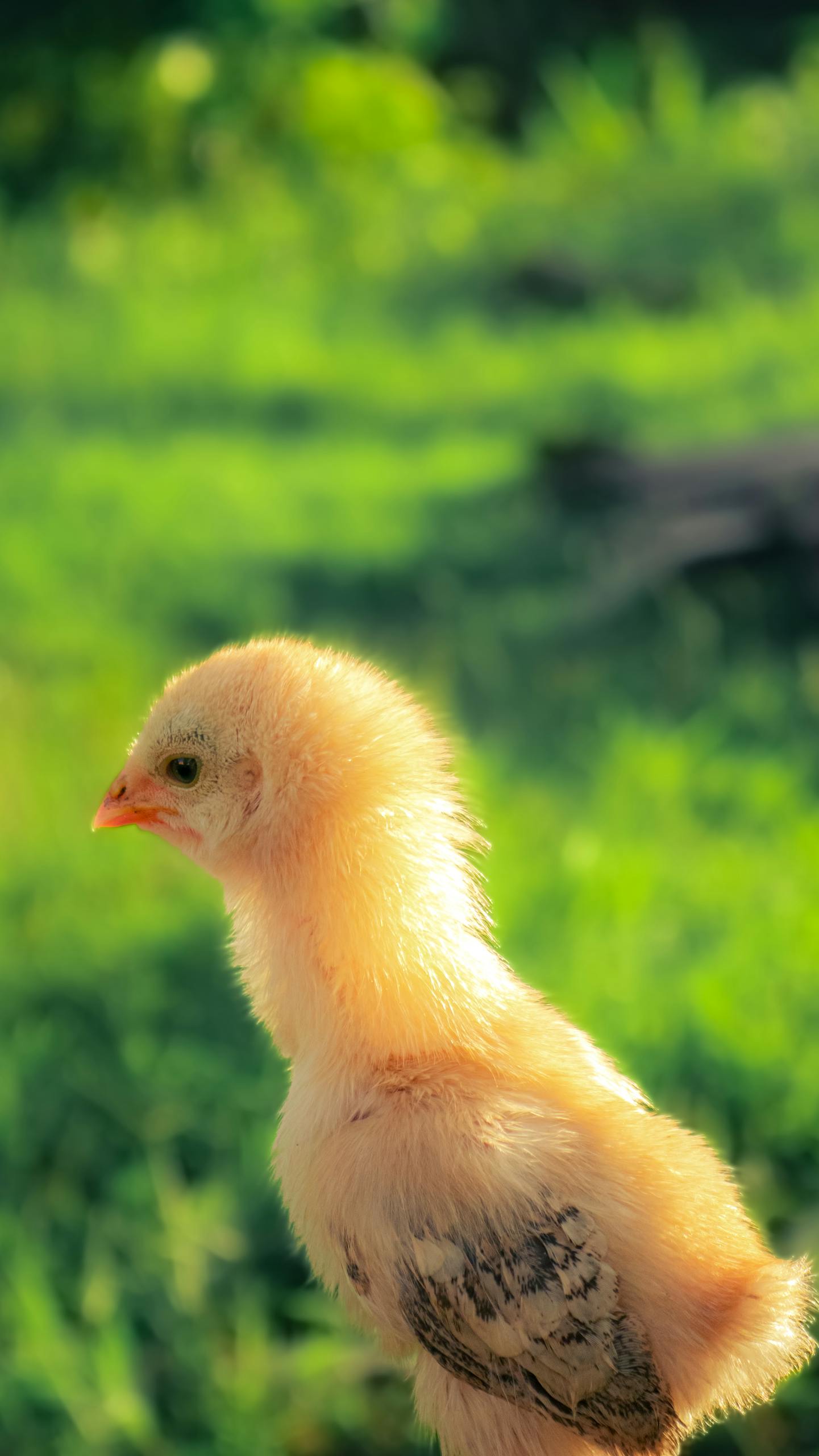 Cute fluffy chick standing in a sunlit pasture, embodying rural farm life outdoors.