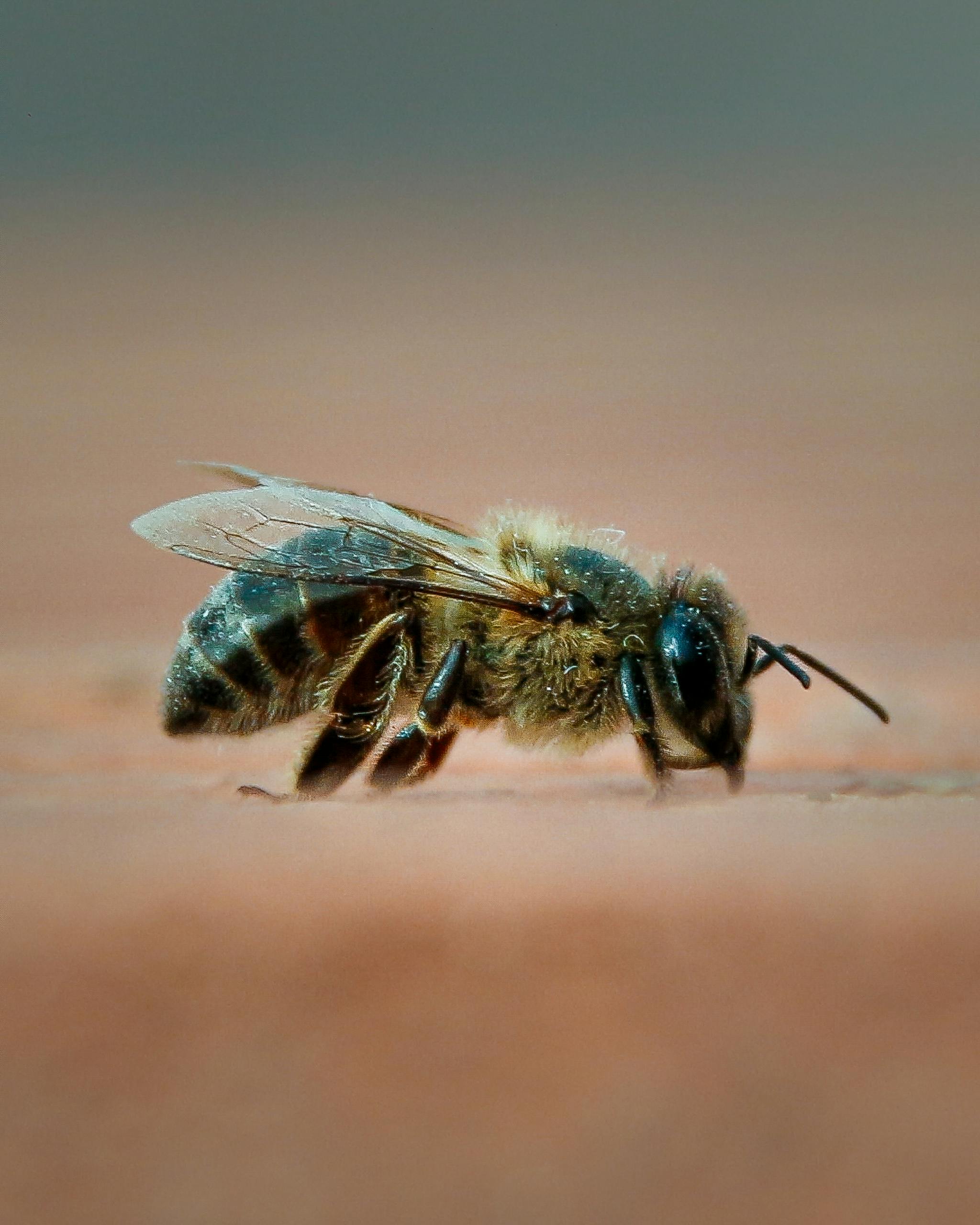 Detailed close-up of a bee on a wooden surface, showcasing intricate textures and colors.